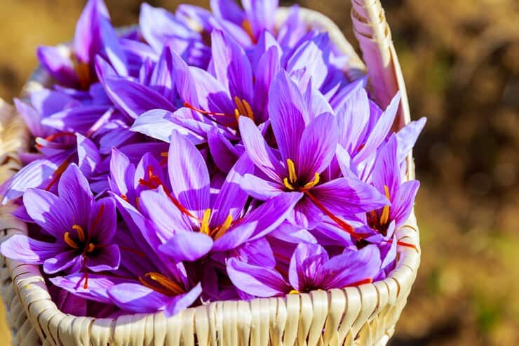 تصویر 3 از خرید و قیمت زعفران نگین سوپر اتویی + فروش عمده